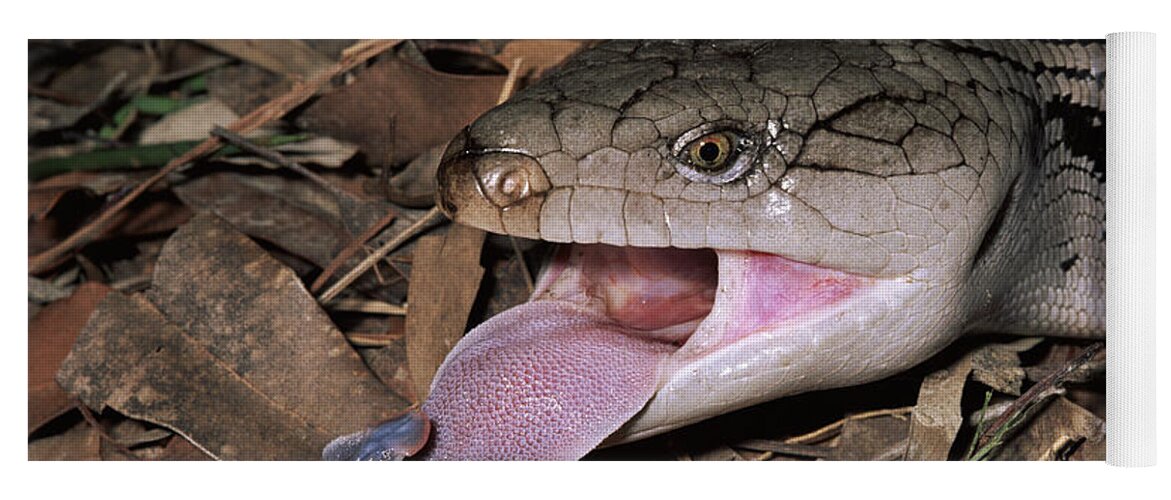 00510711 Yoga Mat featuring the photograph Eastern Blue-tongue Skink Threat Display by Michael and Patricia Fogden