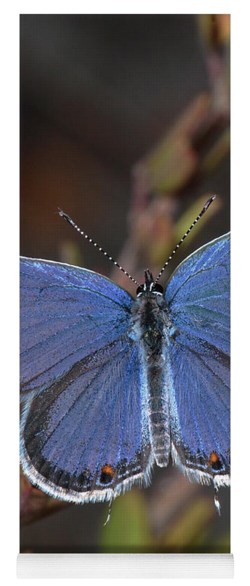 Eastern Tailed Blue Yoga Mat featuring the photograph Eastern Tailed Blue Butterfly by Daniel Reed