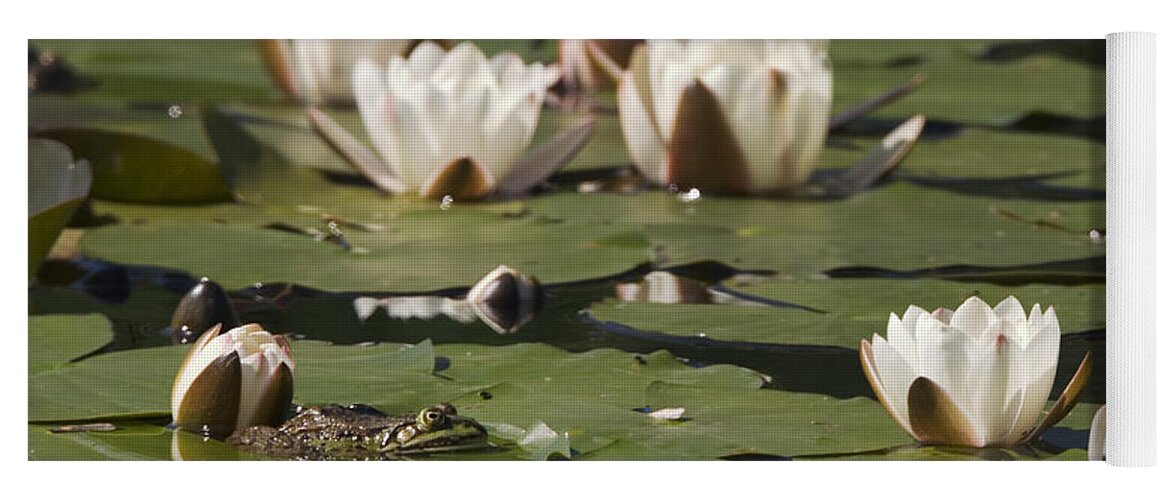 Mp Yoga Mat featuring the photograph Edible Frog Rana Esculenta On Water by Konrad Wothe