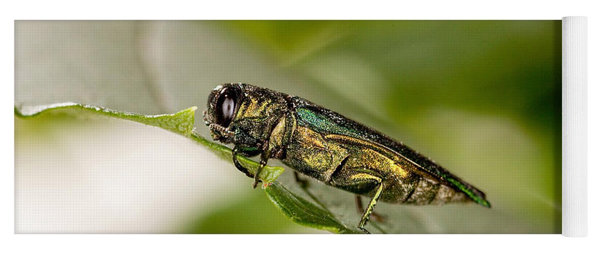Animal Yoga Mat featuring the photograph Emerald Ash Borers by Science Source