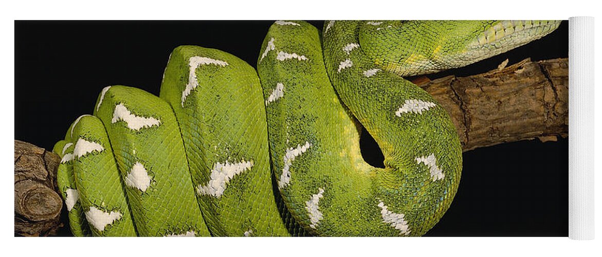 Mp Yoga Mat featuring the photograph Emerald Tree Boa Corallus Caninus by Pete Oxford