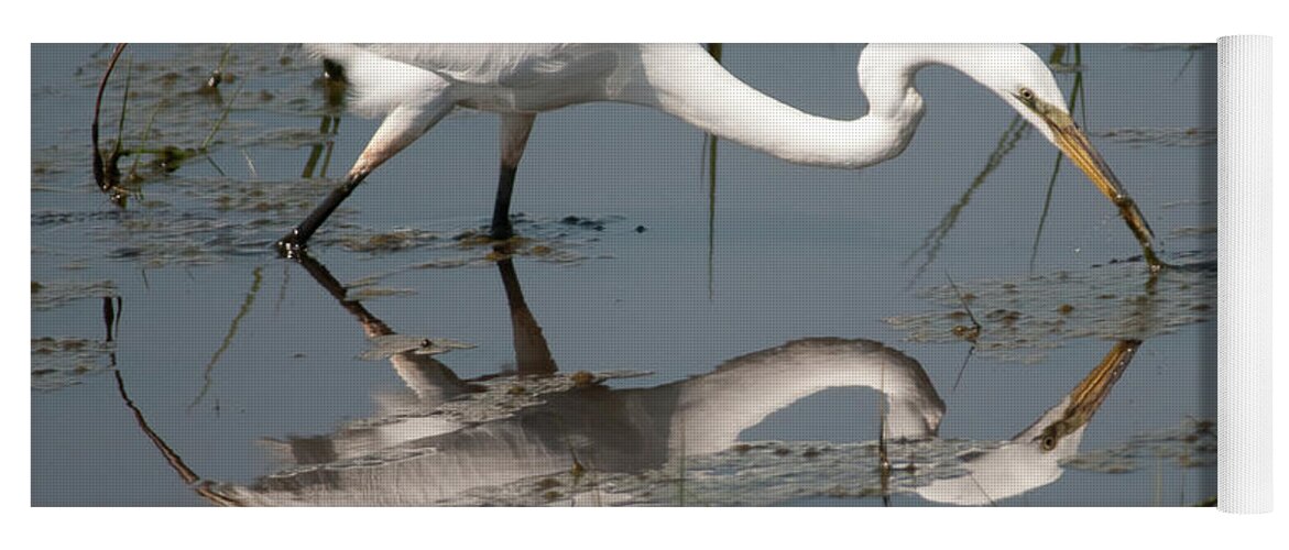 Avocet Yoga Mat featuring the photograph Feeding Time by Craig Leaper