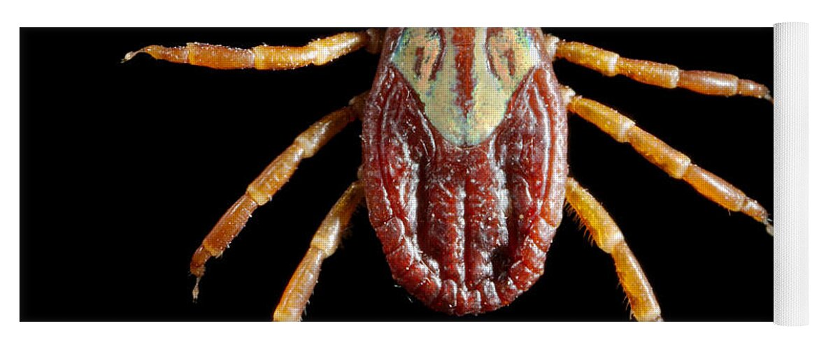 Tick Yoga Mat featuring the photograph Female Gulf Coast Tick by Science Source