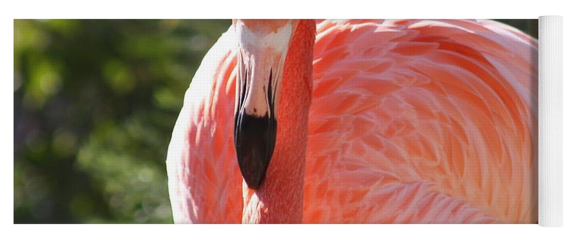 Flamingo Yoga Mat featuring the photograph Flamingo by Kim Galluzzo Wozniak