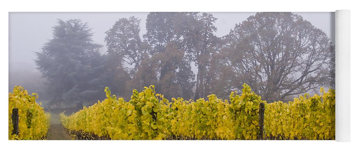 Vineyard Yoga Mat featuring the photograph Fog in the Fall by Jean Noren