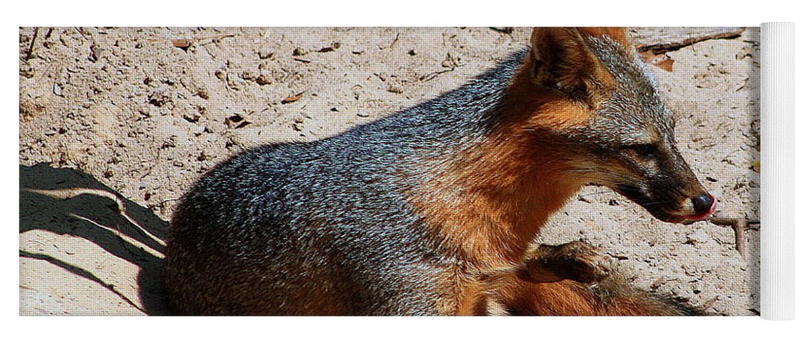 Fox Yoga Mat featuring the photograph Foxie by Debra Forand