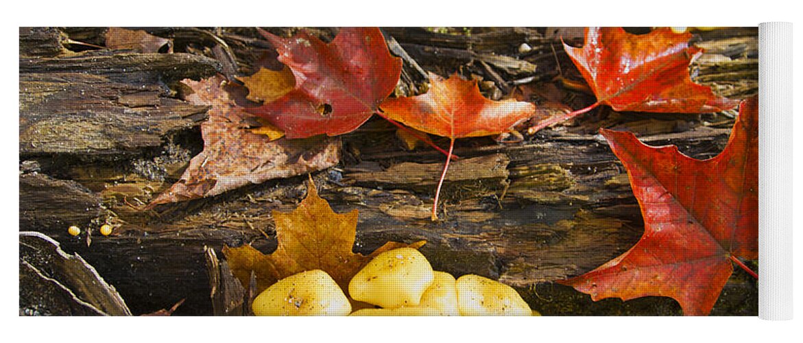 Leaves Yoga Mat featuring the photograph From the Forest Floor by Jo-Anne Gazo-McKim