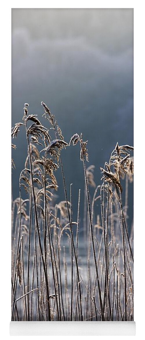 Cold Temperature Yoga Mat featuring the photograph Frozen Reeds At The Shore Of A Lake by John Short