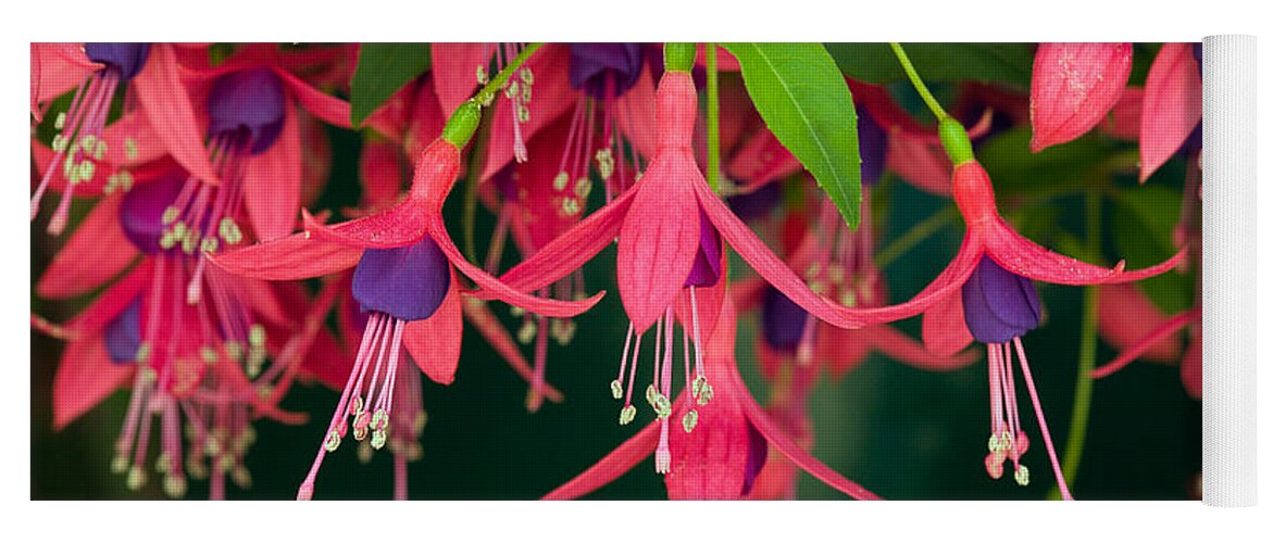 Plants Yoga Mat featuring the photograph Fuchsia Windchime Flowers by Alan and Linda Detrick and Photo Researchers