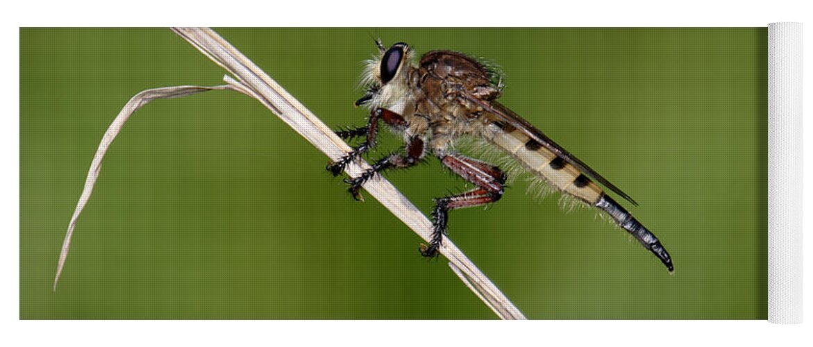 Nature Yoga Mat featuring the photograph Giant Robber Fly - Promachus hinei by Daniel Reed
