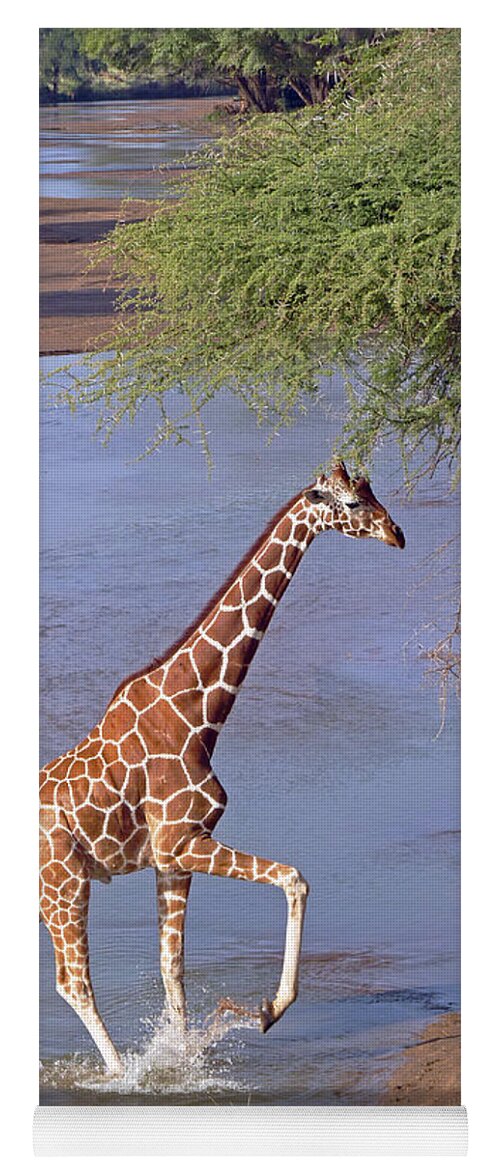 Reticulated Giraffe Yoga Mat featuring the photograph Giraffe Crossing Stream by Tony Murtagh