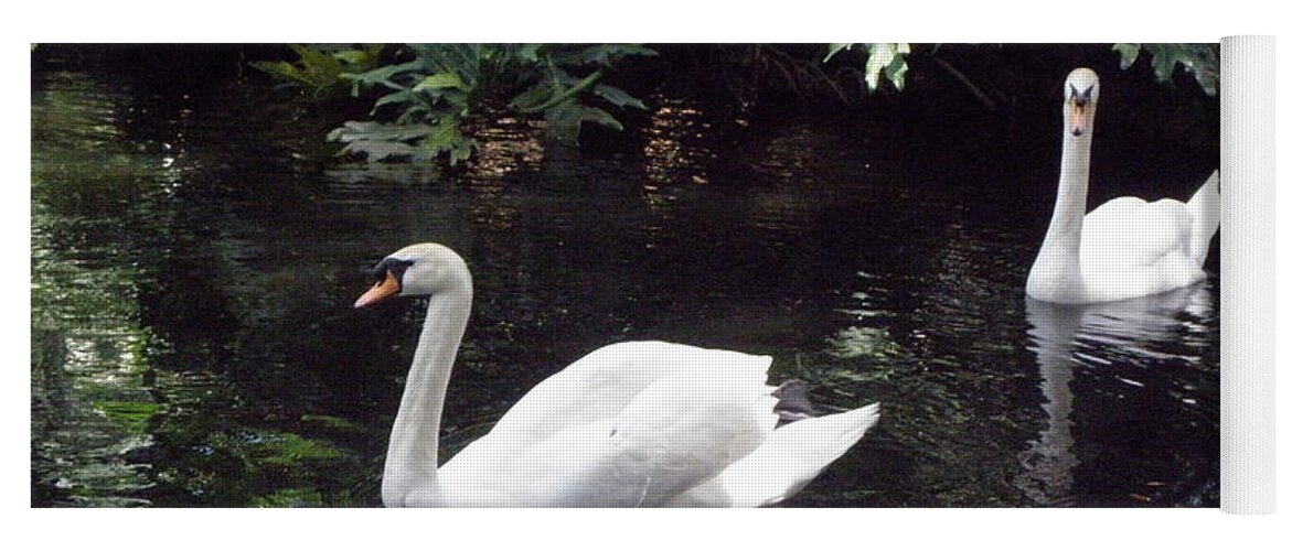 Swan Yoga Mat featuring the photograph Gracefully Swimming by Kim Galluzzo