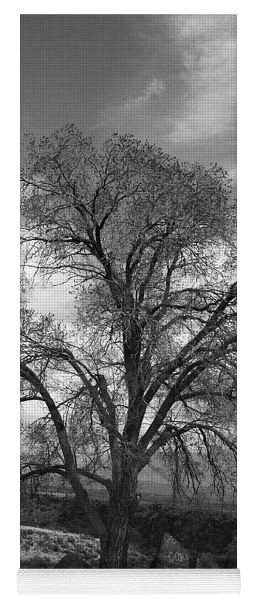  Taos Yoga Mat featuring the photograph Grand Canyon Life Tree by Carrie Godwin