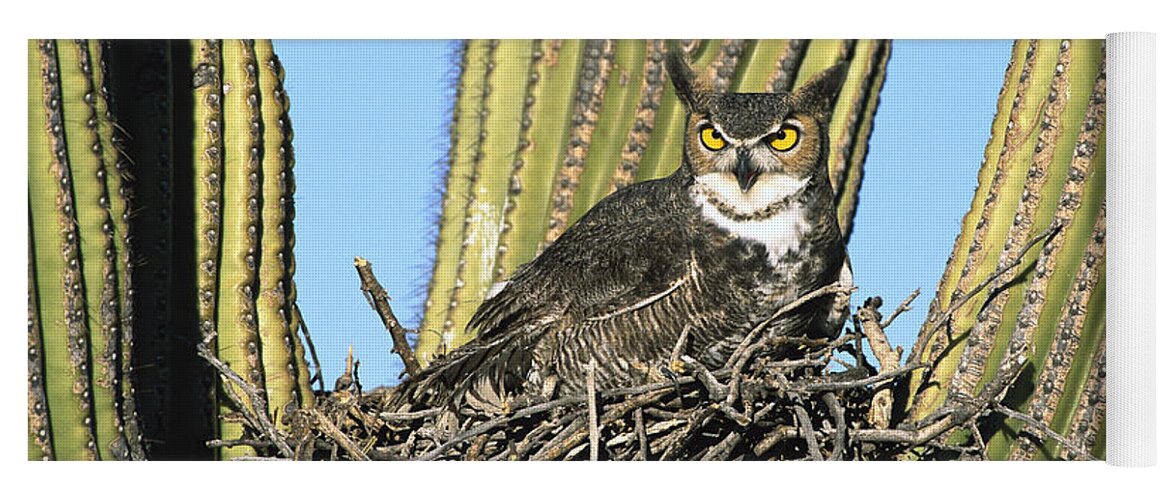 00220100 Yoga Mat featuring the photograph Great Horned Owl Bubo Virginianus by Tom Vezo