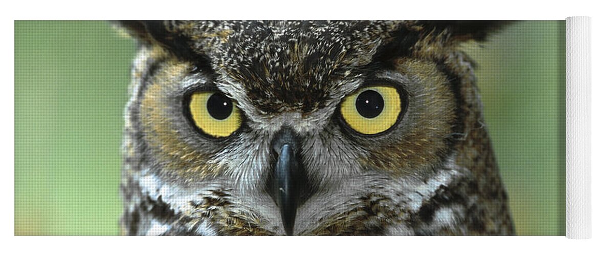 00117463 Yoga Mat featuring the photograph Great Horned Owl Bubo Virginianus by Zssd
