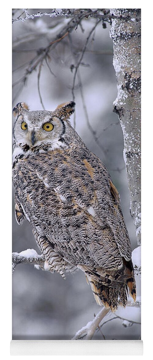 00170557 Yoga Mat featuring the photograph Great Horned Owl Perched In Tree Dusted by Tim Fitzharris