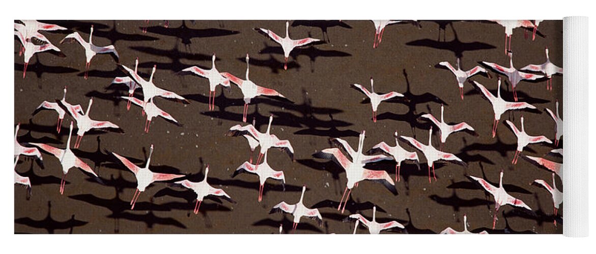 00173372 Yoga Mat featuring the photograph Greater Flamingo And Lesser Flamingo by Tim Fitzharris