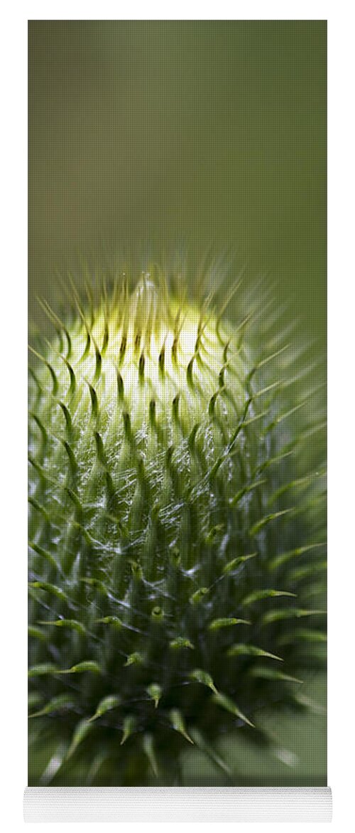 Cirsium Vulgare Yoga Mat featuring the photograph Green and Spikey - Bull Thistle Wildflower Bud by Kathy Clark