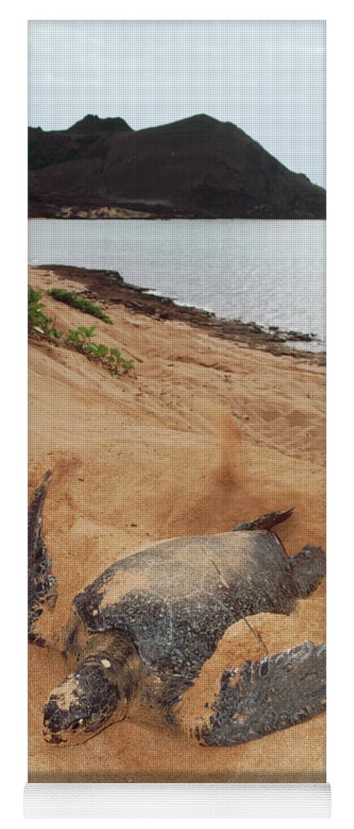 Mp Yoga Mat featuring the photograph Green Sea Turtle Chelonia Mydas Female by Tui De Roy