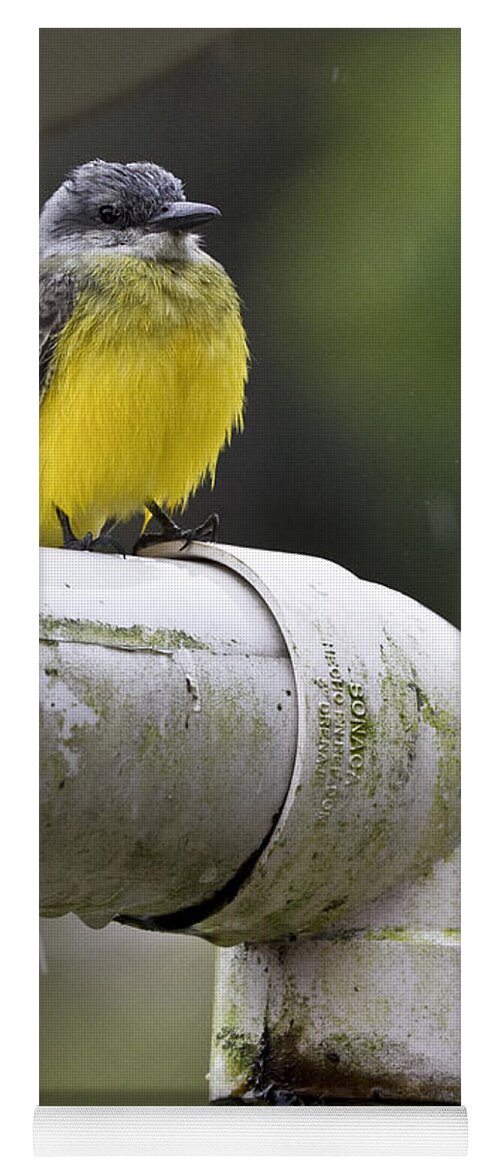 Grey-capped Flycatcher Yoga Mat featuring the photograph Grey-Capped Flycatcher by Heiko Koehrer-Wagner