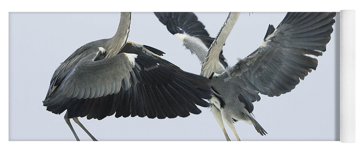 Mp Yoga Mat featuring the photograph Grey Heron Ardea Cinerea Pair Fighting by Konrad Wothe