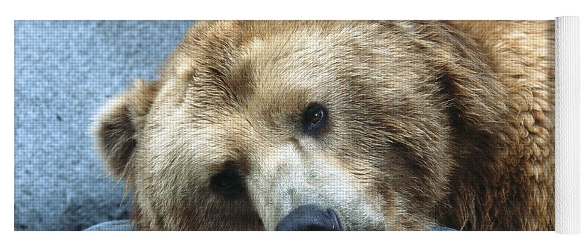 Bear Yoga Mat featuring the photograph Grizzly Bear Ursus Arctos Horribilis by San Diego Zoo