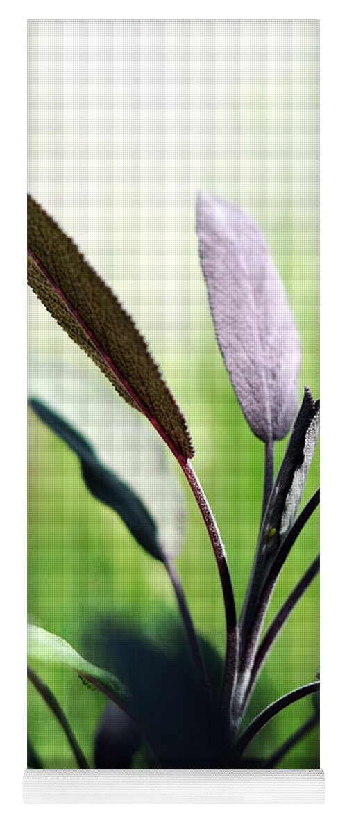 Herb Yoga Mat featuring the photograph Herb Garden Purple Sage by Rebecca Sherman