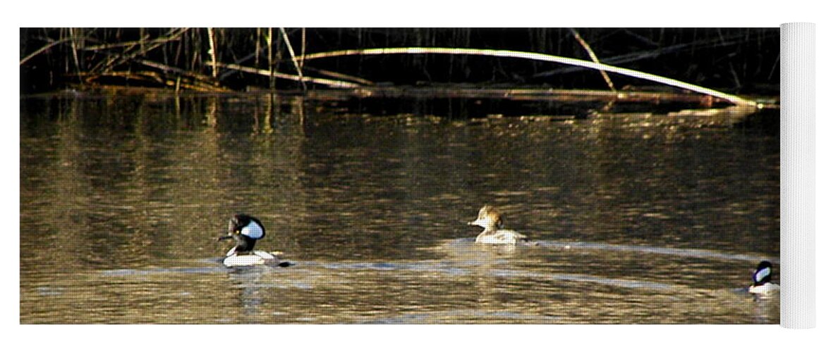 Hooded Yoga Mat featuring the photograph Hooded Mergansers by Kim Galluzzo