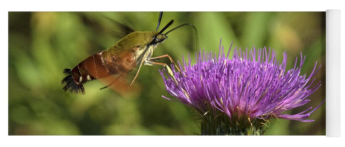Nature Yoga Mat featuring the photograph Hummingbird or Clearwing Moth DIN141 by Gerry Gantt
