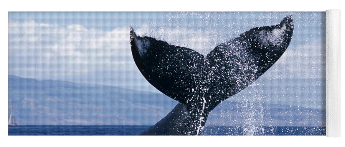 00080296 Yoga Mat featuring the photograph Humpback Whale Lashing Tail Hawaii by Flip Nicklin