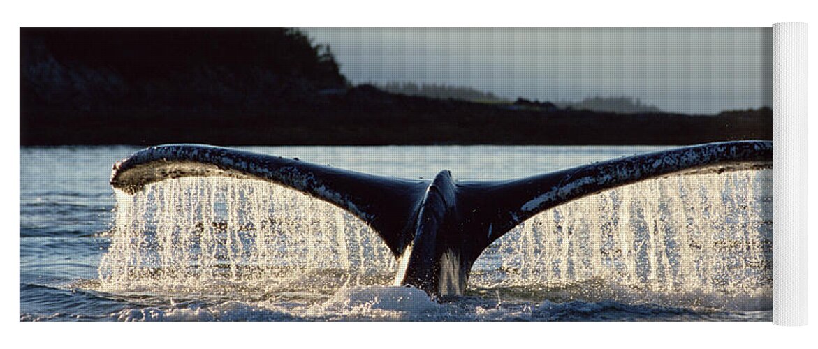 Mp Yoga Mat featuring the photograph Humpback Whale Megaptera Novaeangliae by Matthias Breiter