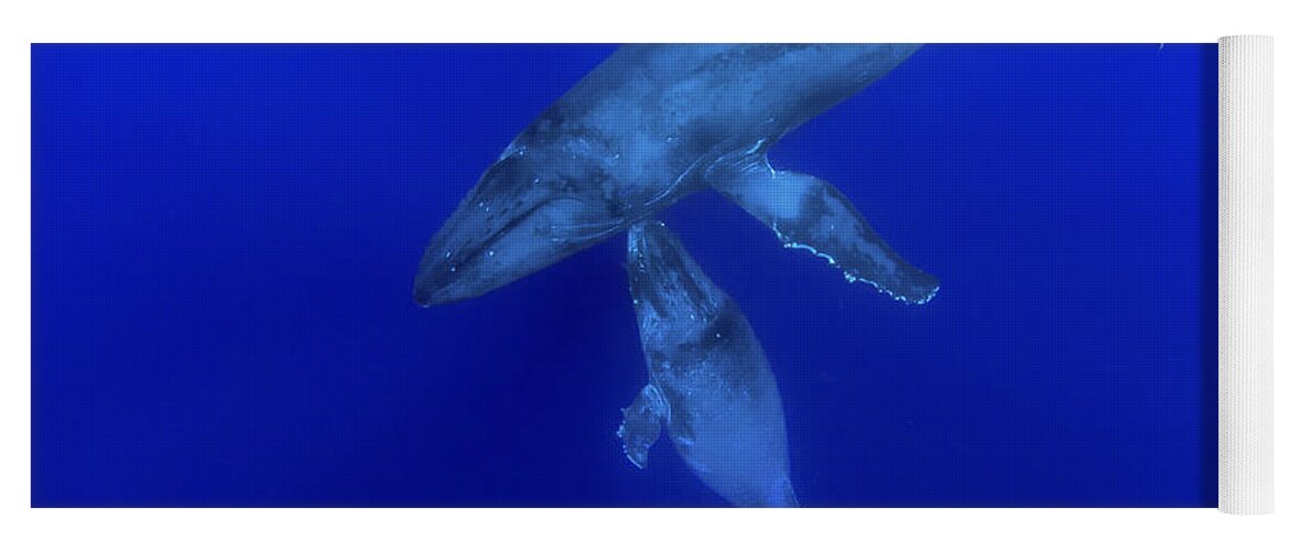 00999164 Yoga Mat featuring the photograph Humpback Whale Mother And Yearling Maui by Flip Nicklin
