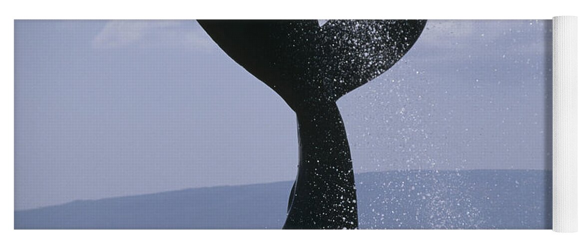 00129887 Yoga Mat featuring the photograph Humpback Whale Tail Lob Maui Hawaii by Flip Nicklin