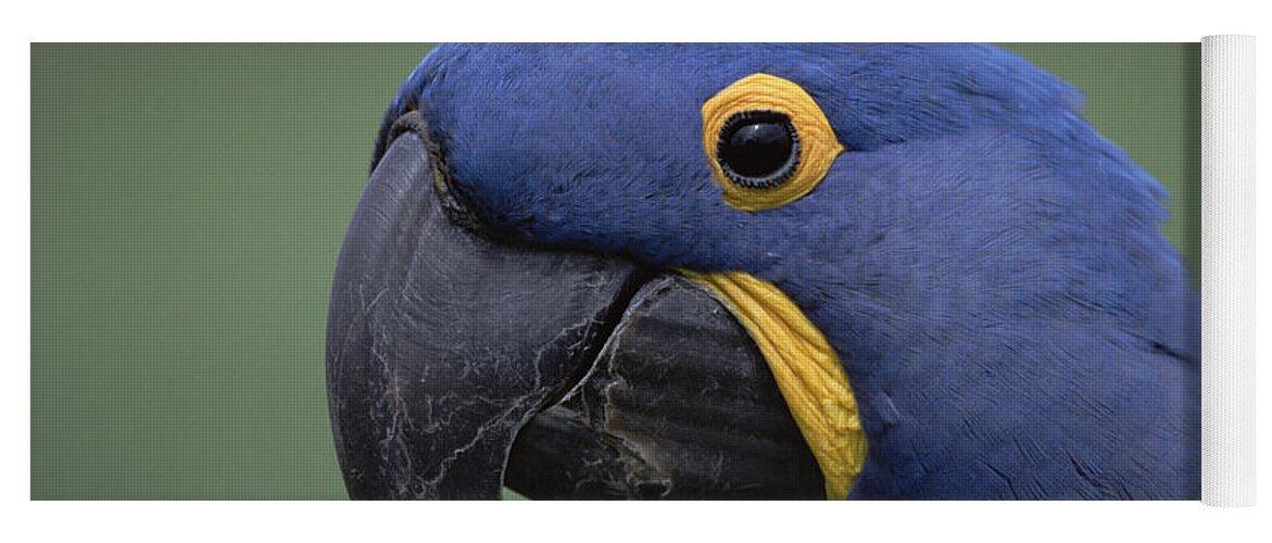 Mp Yoga Mat featuring the photograph Hyacinth Macaw Anodorhynchus by Konrad Wothe