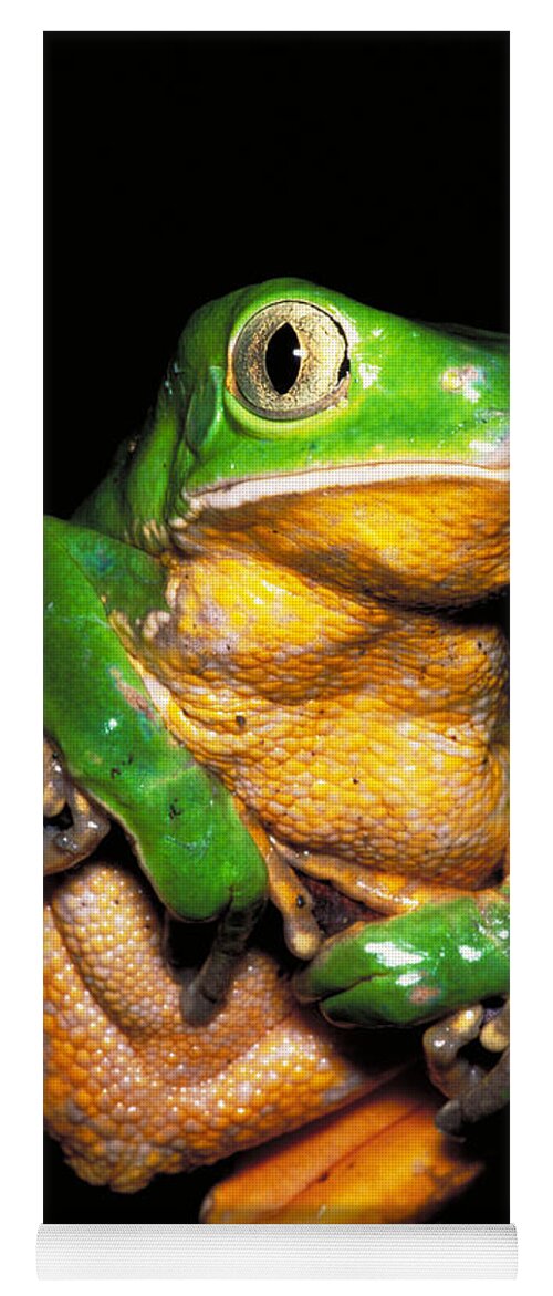 Frog Yoga Mat