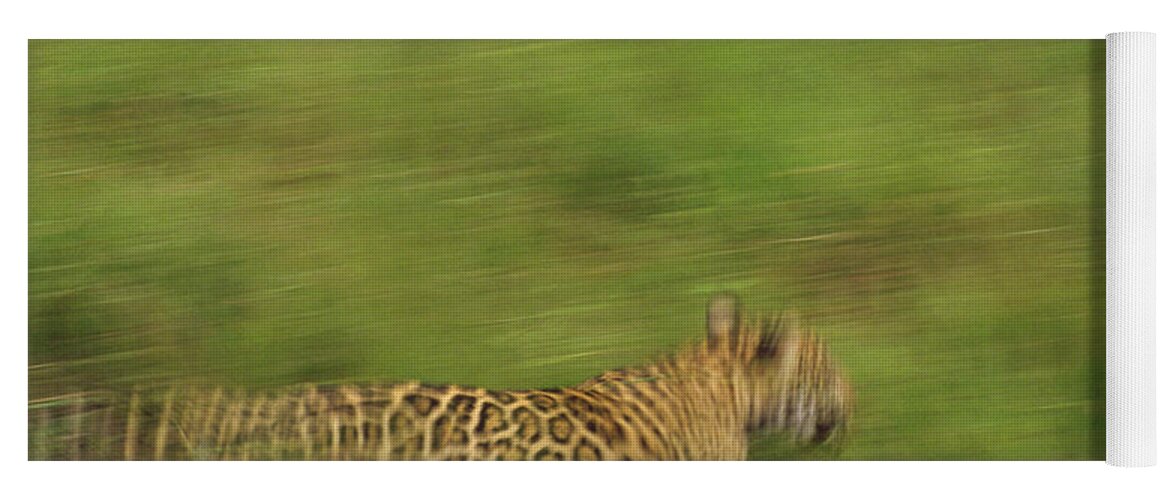 Mp Yoga Mat featuring the photograph Jaguar Panthera Onca Running by Claus Meyer