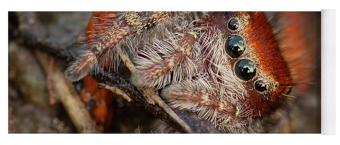 Phidippus Cardinalis Yoga Mat featuring the photograph Jumping Spider Portrait by Daniel Reed