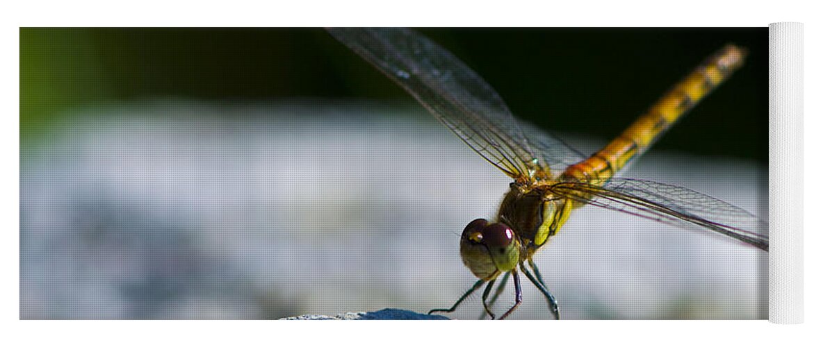 Dragonfly Yoga Mat featuring the photograph Just Landed by Rob Hemphill