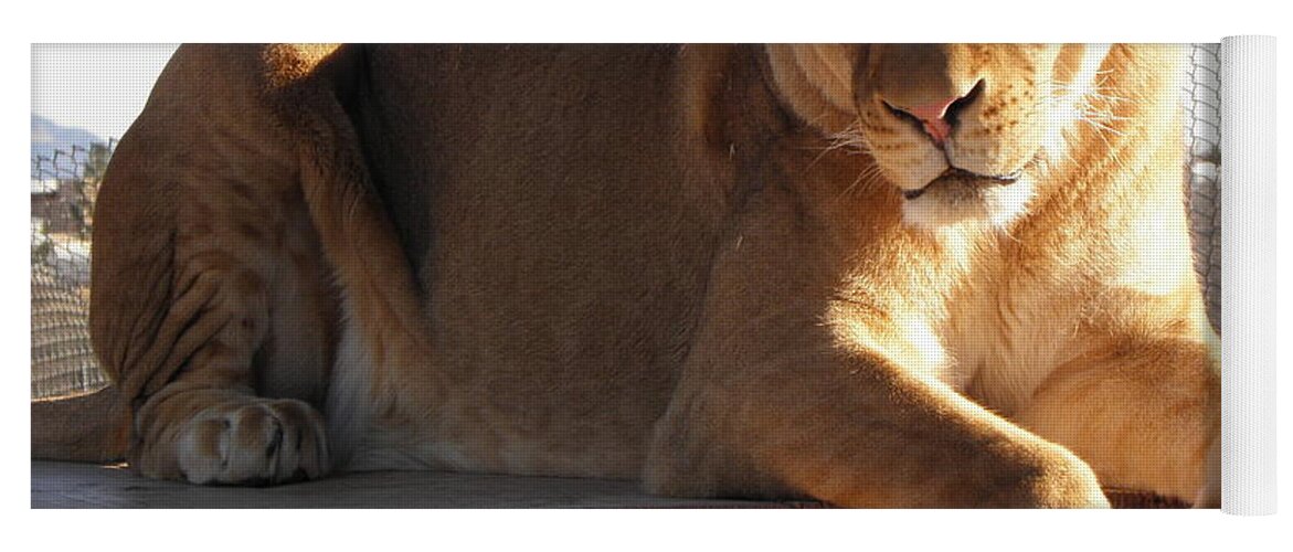 Lion Yoga Mat featuring the photograph Kumba the Lion by Kim Galluzzo Wozniak