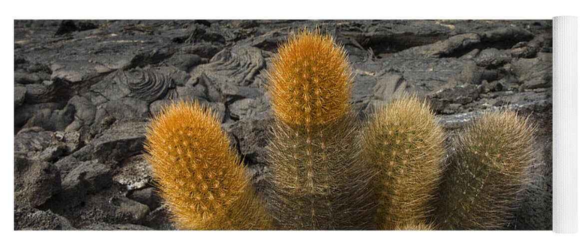 Mp Yoga Mat featuring the photograph Lava Cactus Brachycereus Nesioticus by Pete Oxford