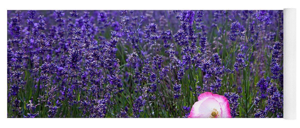  Abundance Yoga Mat featuring the photograph Lavender field with poppy by Simon Bratt