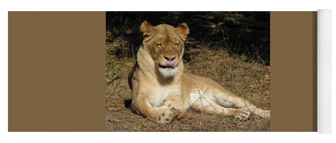 Lion Yoga Mat featuring the photograph Licking Lips by Kim Galluzzo Wozniak