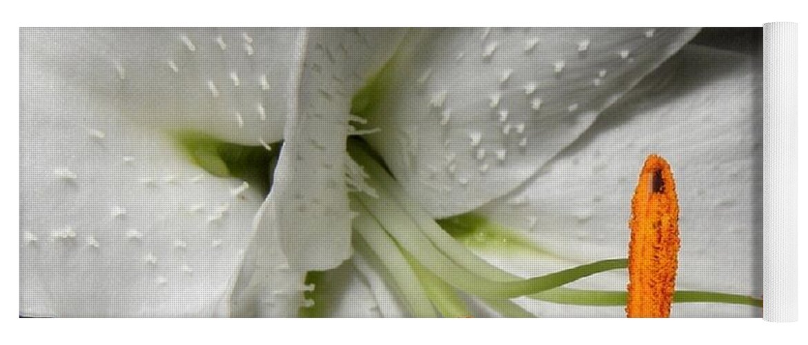 Lily Yoga Mat featuring the photograph Lily stems and detail by Kim Galluzzo