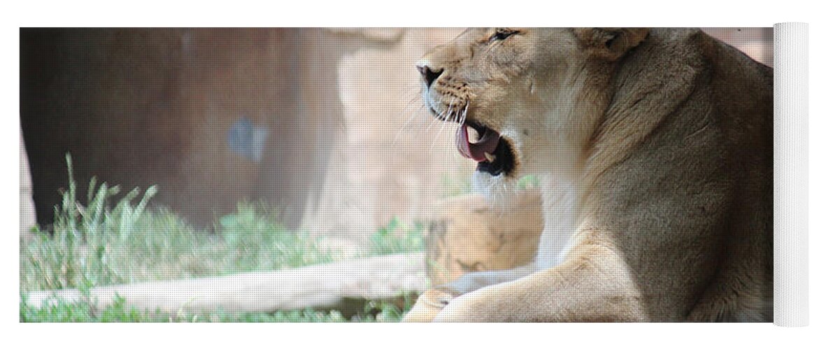 Lion Yoga Mat featuring the photograph Lion at Brookfield Zoo in Chicago IL by Peter Ciro
