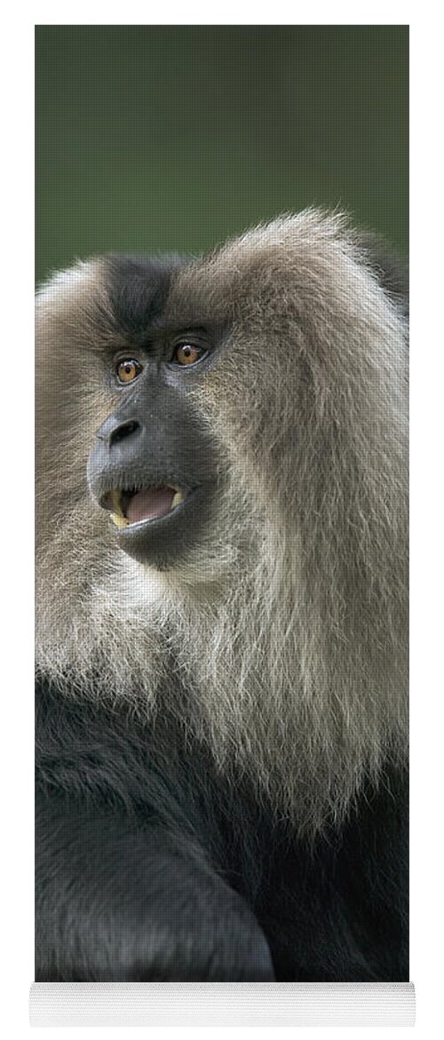 Mp Yoga Mat featuring the photograph Lion-tailed Macaque Macaca Silenus Male by Cyril Ruoso