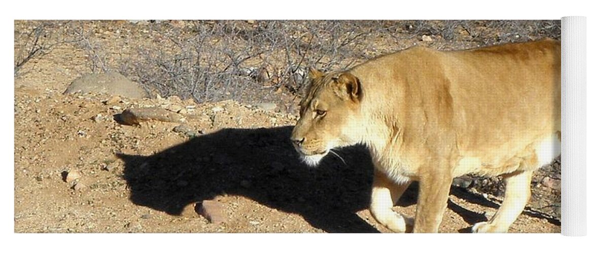Lion Yoga Mat featuring the photograph Lioness prowl by Kim Galluzzo Wozniak