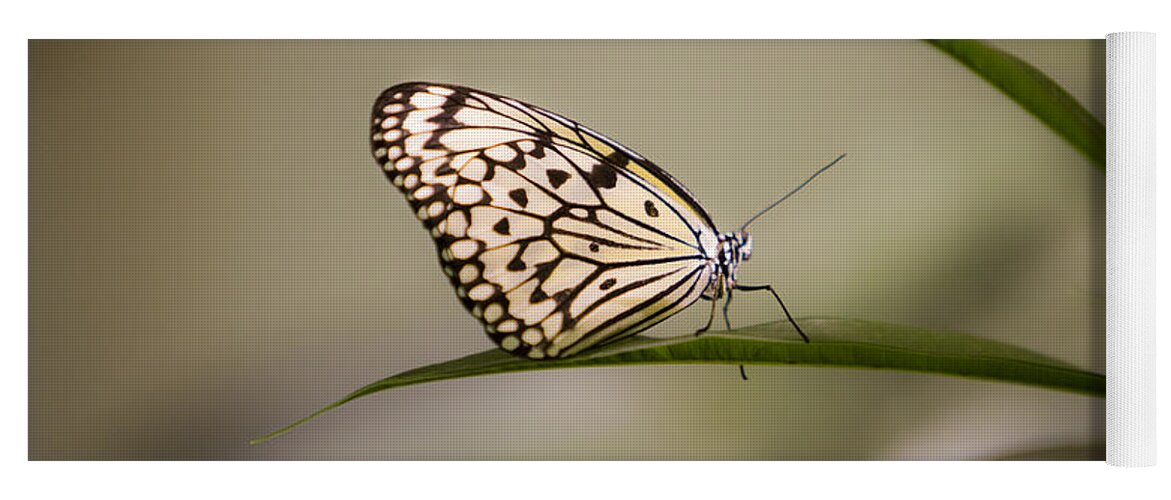 Butterfly Yoga Mat featuring the photograph Little Zebra by Leslie Leda