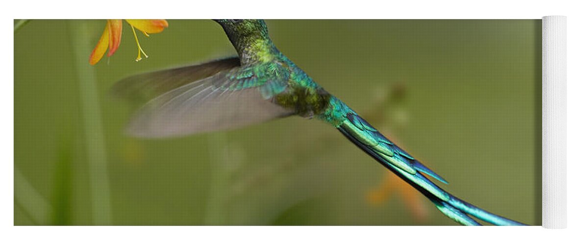 00486961 Yoga Mat featuring the photograph Long Tailed Sylph Feeding On Flower by Tim Fitzharris