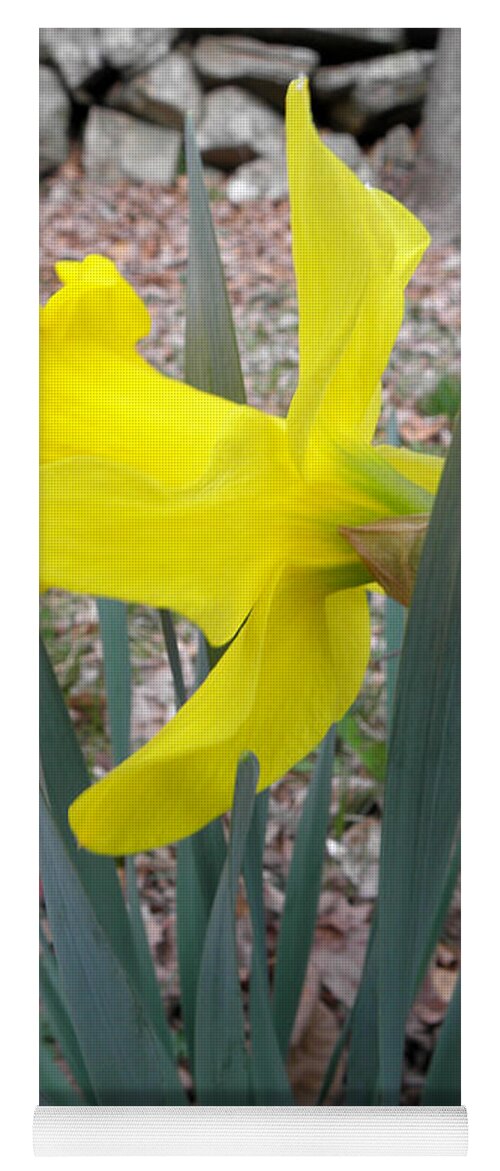Daffodil Yoga Mat featuring the photograph Long Trumpet Daff by Kim Galluzzo