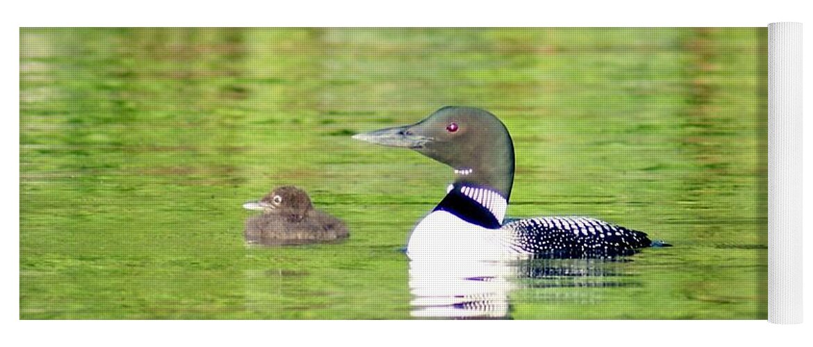 Wildlife Yoga Mat featuring the photograph Loons Big and Small by Steven Clipperton